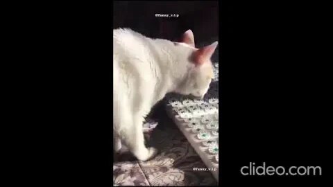 os melhores videos engracados gatos completo9