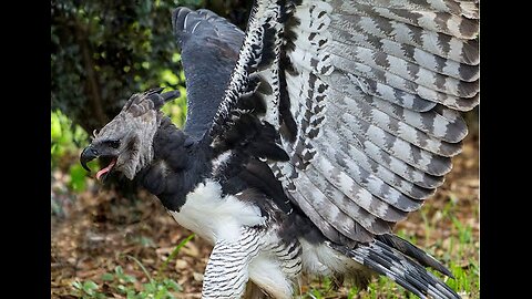 Harpy Eagle: The Majestic Raptor of the Rainforest🦅🦅