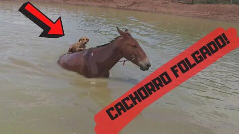 OLHA SÓ A ATITUDE DESSE CACHORRO..! PEGOU CARONA NO BURRO.?