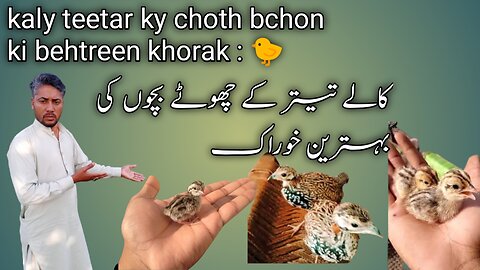 kaly teetar ky choth bchon ki behtreen khorak : 🐤