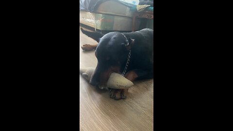 Doberman Dog’s Favorite Toy is Gator