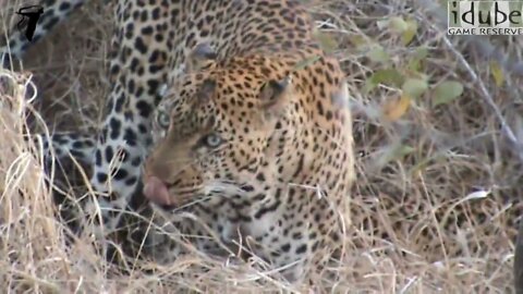 WILDlife: Ugly Male Leopard Pairing