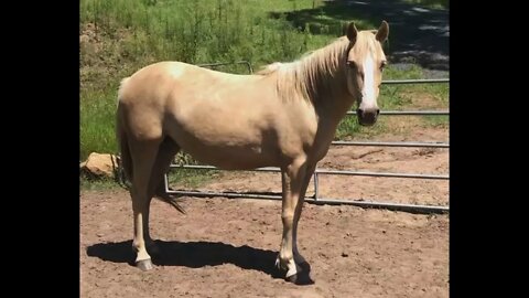 A visit with the brumbies, Australian wild horses - under constant threat of eradication