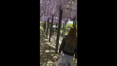 wisteria flower festival