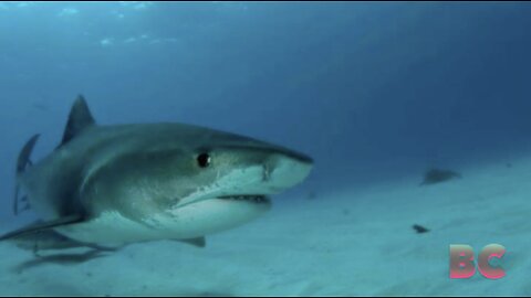 Sharks bite two fishermen in Florida Keys in separate incidents