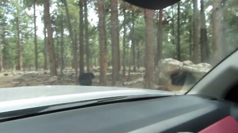 Bearizona | Bears outside my truck