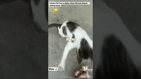 Insane Pet Cat vs Baby Chick Missed Attack - Animal Hunt #shorts #animals #cat #chicken #wildlife