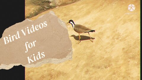 Bird Feeder | bird Videos for kids