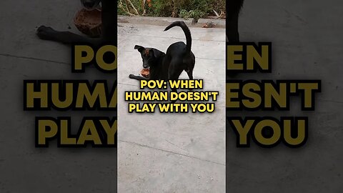 POV : When human doesn't play with you