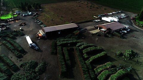 Oregon Christmas Tree Harvest 2021