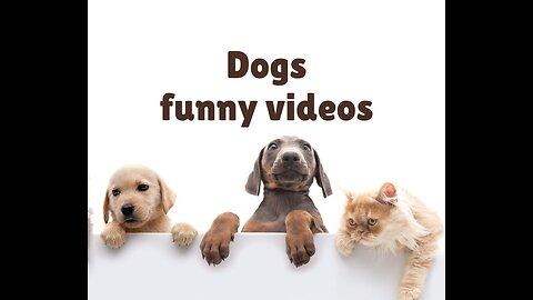 Funny animal videos|Cute animal videos |Funny dog&cat videos|Hilarious pet videos|funny video