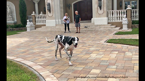 Great Dane and Puppy Make New Dog Friends