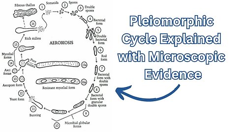 Pleomorphic Cycle Explained | Microscopic Evidence