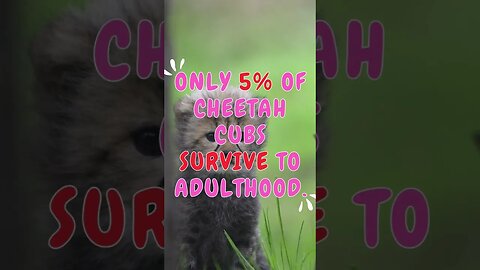 🐆Discover Fascinating Animal Facts👀 #shorts #shortsfact #animalfacts #cheetah #cub