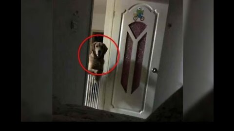 A Man Noticed That His Dog Watched Him Sleep Each Night Then He Realized The Heartbreaking Truth