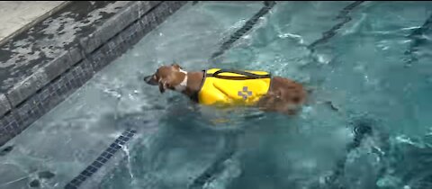 How to train a Dog to swim