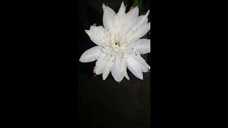 Dragon Fruit flower