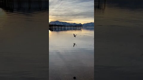 Ducks flying over Lake Tahoe at sunset. #shorts