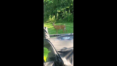 Deer out our Kitchen Window This morning 7-18-24