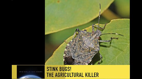 Stink Bugs!