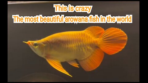 The most beautiful Super Red Arowana fish in the world