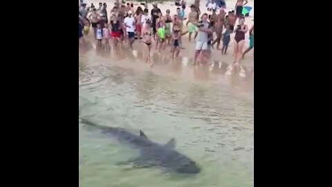 Terrifying moment 6ft shark comes within metres of swimmers as they flee the sea