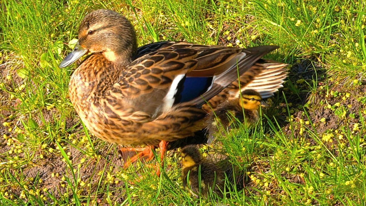 Mrs. Mallard Duck Hen with the First Two Ducklings of the Year