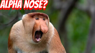 How Ugly Are Proboscis Monkey?