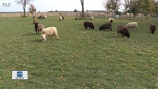 Mulberry Lane Farm open for Mother's Day Drive-thru experience