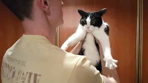 Give This Cat Hugs Now!!! | Funniest Pets Of The Week