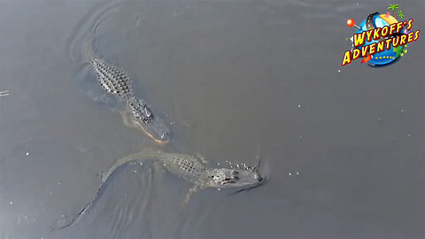 Myakka River State Park: Full Tour and Stunning Views Pt1 (Sarasota, Florida)