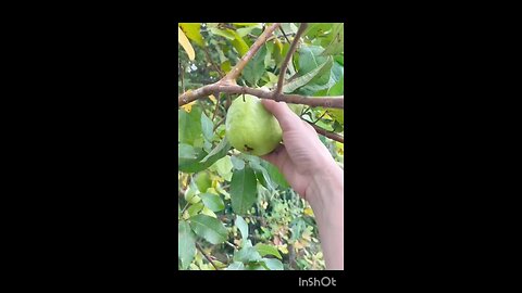 fruit video, fruit, video, viral fruit