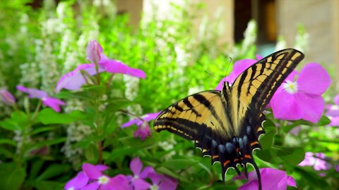 Stunning Butterflies & The Best Relaxing Music - Meditation Relaxing Music - 9Mins - 4K