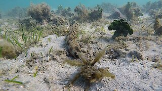 Scuba diver encounters incredibly bizarre underwater animal