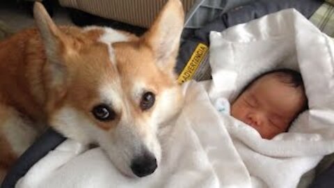 Soo Funny Dogs Protecting Babies Compilation