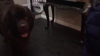 Little girl explains Sacajawea to her Newfoundland