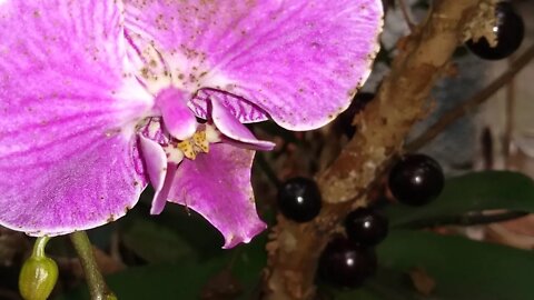 grumixima anã hitaguaensis e brasiliensis e jabuticaba Sabará frutificam várias vezes ao ano