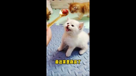 Little cats cute and funny videos @pets @funnycats @shorts @cats_Full-HD(4)