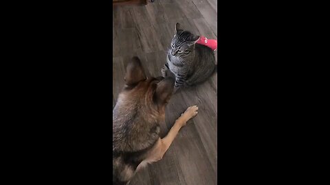 Cat🙀vs Dog🐕Funny fight 😂😂😂😂🙀🙀🙀🙀