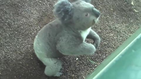 A Koala Climbs Up A Woman’s Arm To Give Her A Hug