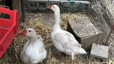 Ganders stand watch next to gooses’ nests. Niles and Edwin.