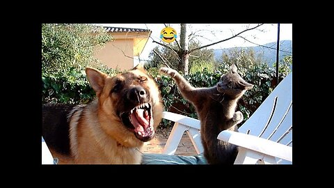 Funny animals cats dogs and parrots funny videos 2024