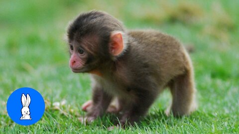 Cute Baby Monkey Compilation