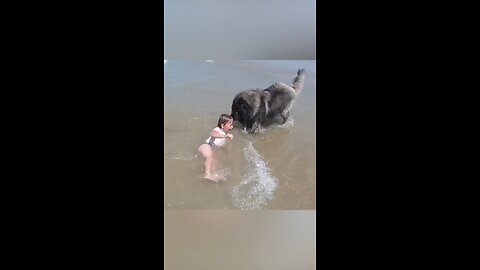 AMAZING Dog Rescues Little Girl From Ocean!