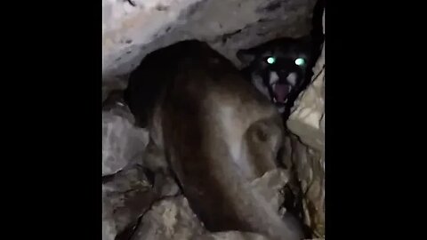 Cave Explorer Runs into a MOUTAIN LION 😳