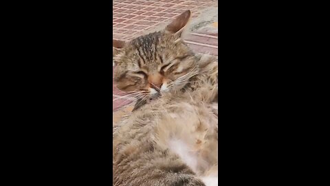 A gangster cat wash himself