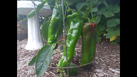 Giant Marconi Pepper Plants 7/14/24