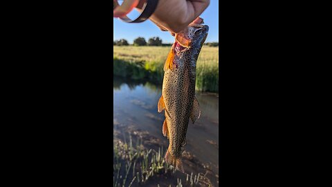 trout fishing