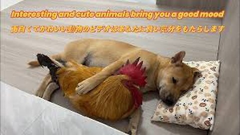 🤣Laughing until my stomach hurts! The funny daily life of roosters, cats and dogs.Too funny cute pet