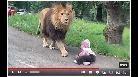 Lion trying to attack baby